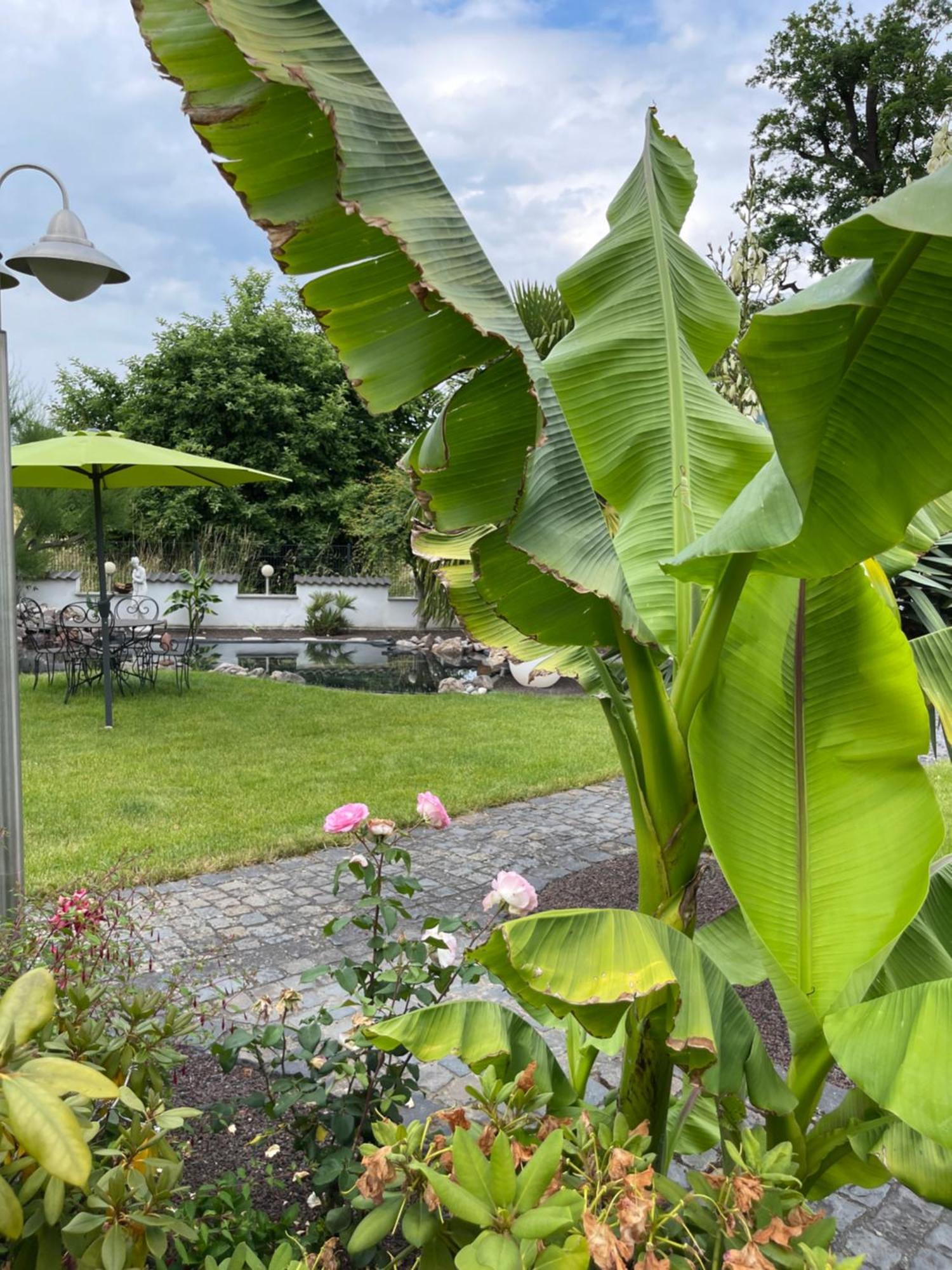 Ferienwohnung Am Pferdemarkt Konz Bagian luar foto